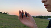Dream Vs Wings